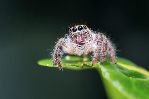 梦见蜘蛛往身上爬是吉兆吗